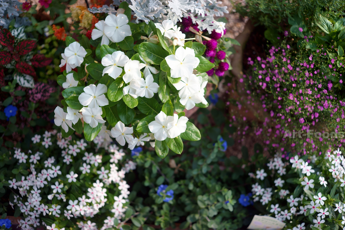 f:id:artfoods:20190914050523j:plain
