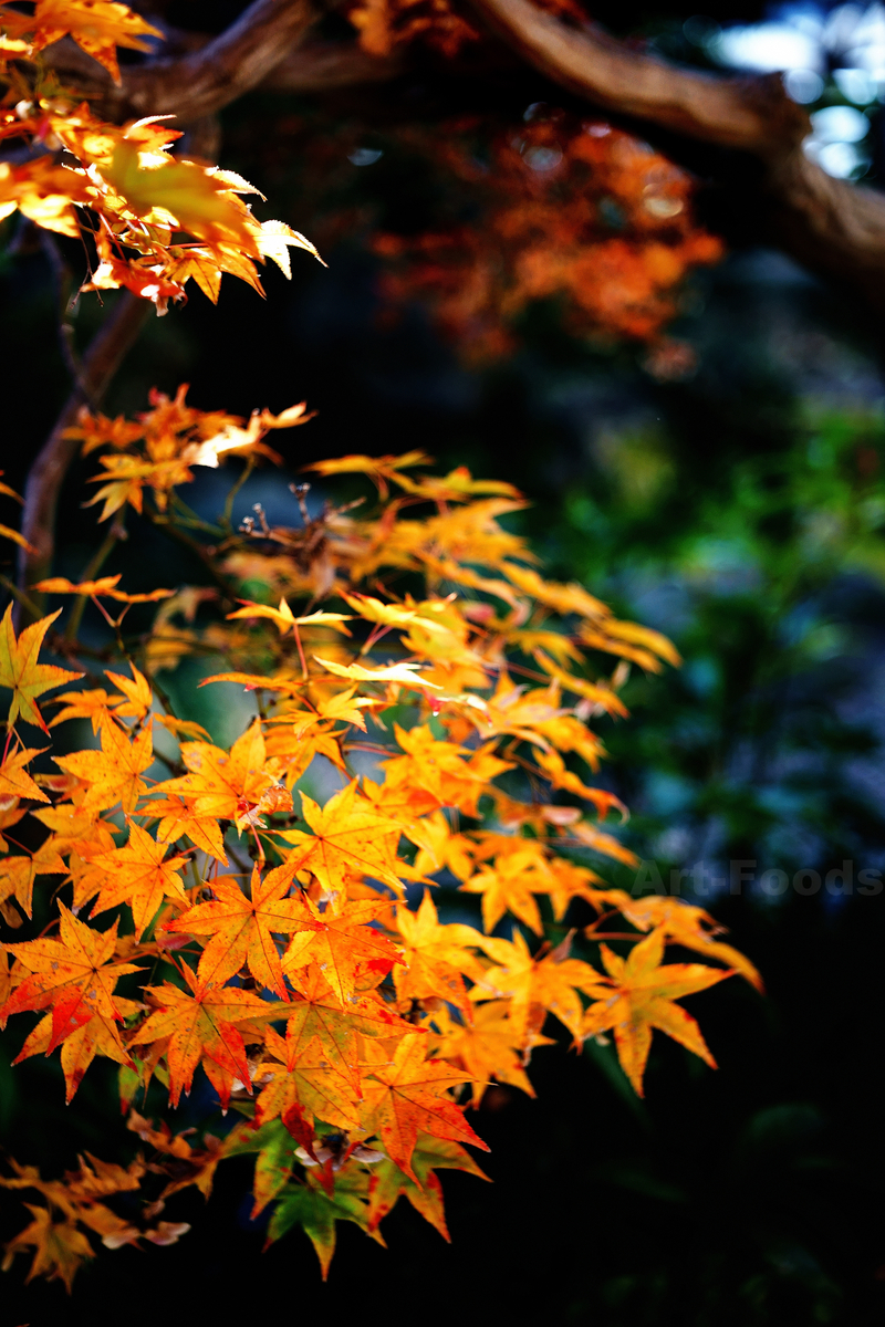 f:id:artfoods:20191221032305j:image:w640