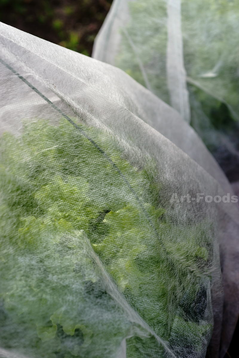 f:id:artfoods:20191221102042j:image:w640