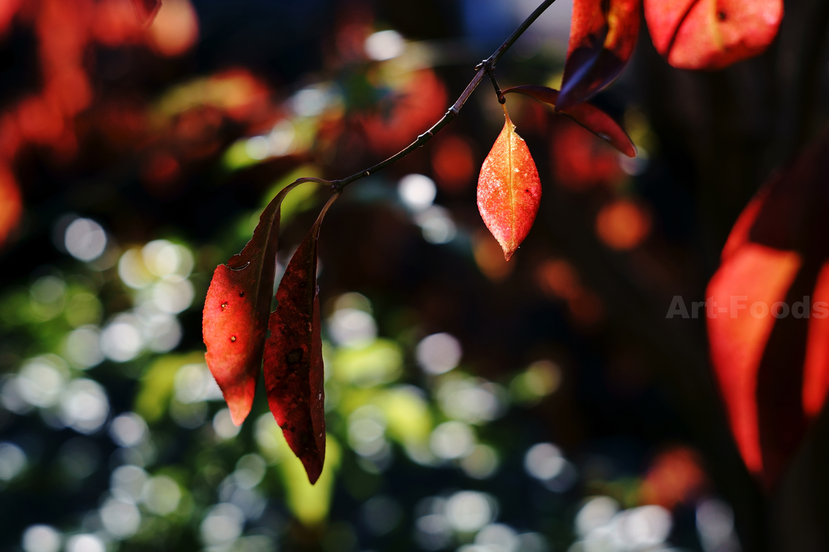 檀の紅葉_200102