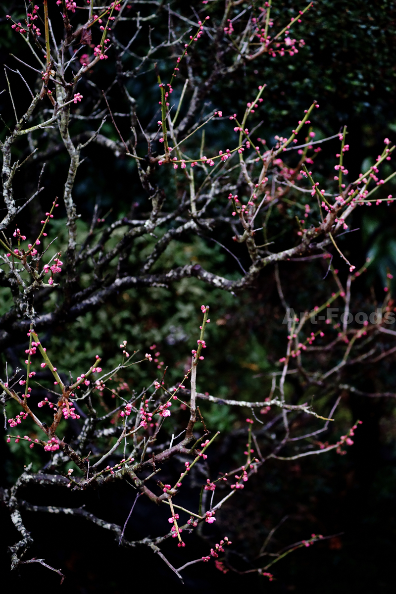 f:id:artfoods:20200128172720j:image:w640