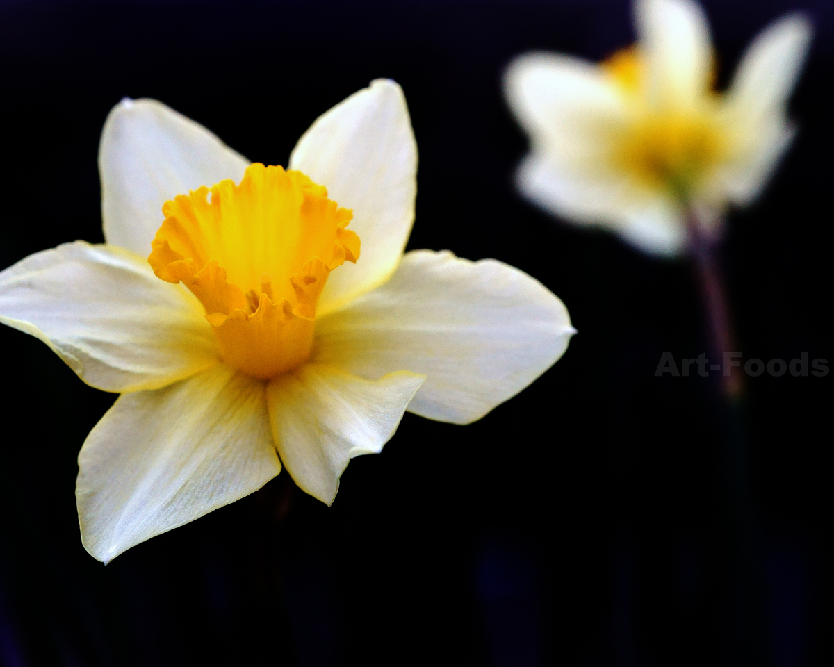f:id:artfoods:20200312061630j:image:w560