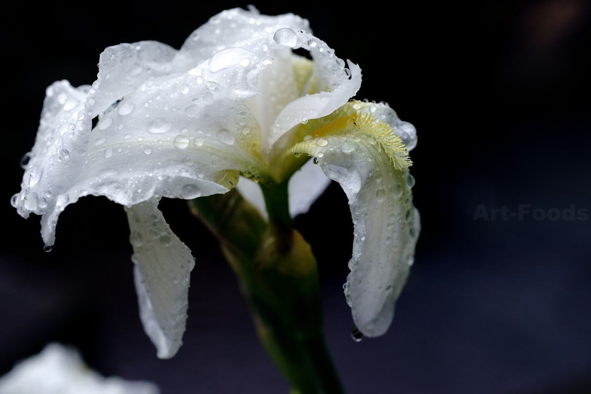 f:id:artfoods:20200329093247j:plain f:id:artfoods:20200329093247j:plain