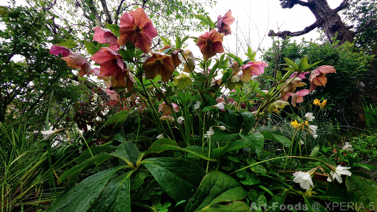 f:id:artfoods:20200401101122j:plain