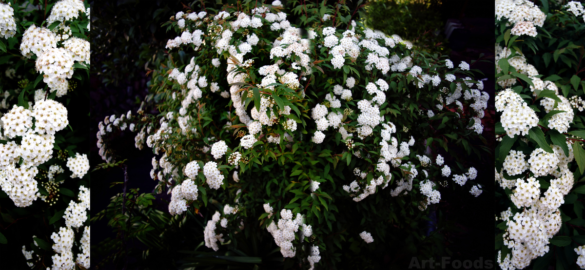 f:id:artfoods:20200419095638j:plain