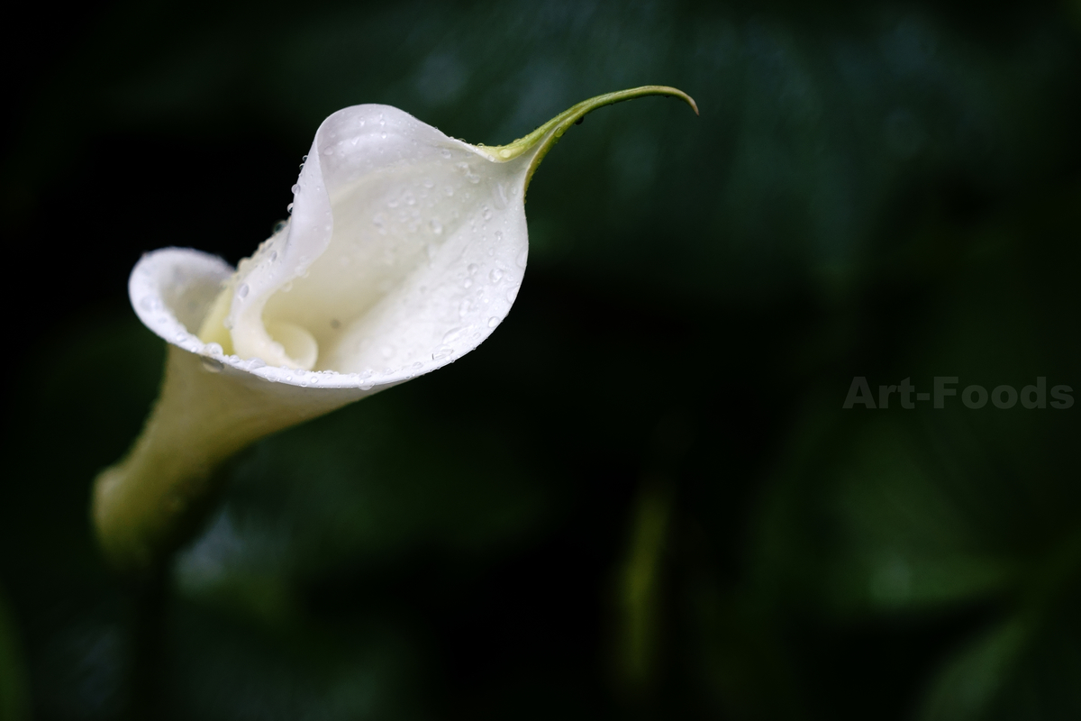 f:id:artfoods:20200426152338j:plain