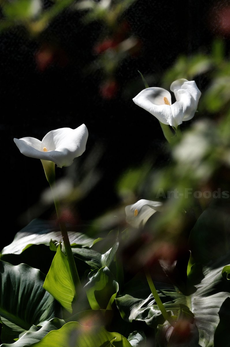 f:id:artfoods:20200430084201j:image:w640