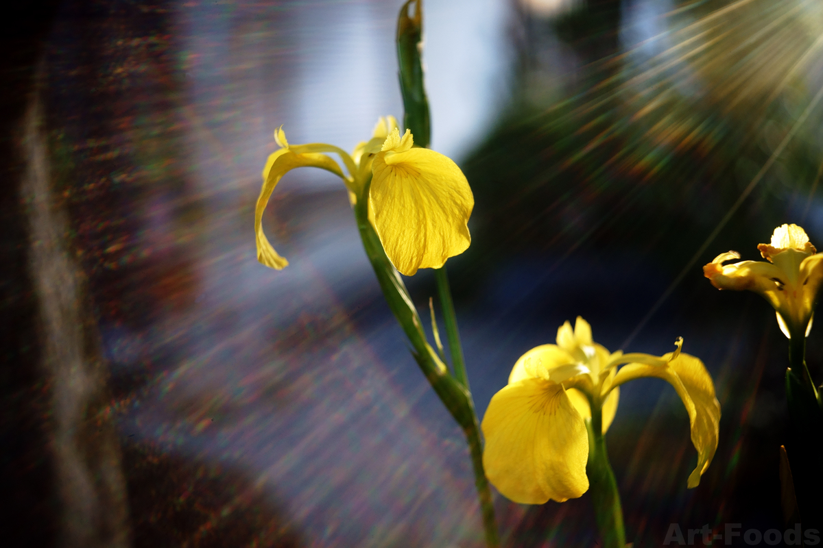 f:id:artfoods:20200516094429j:plain