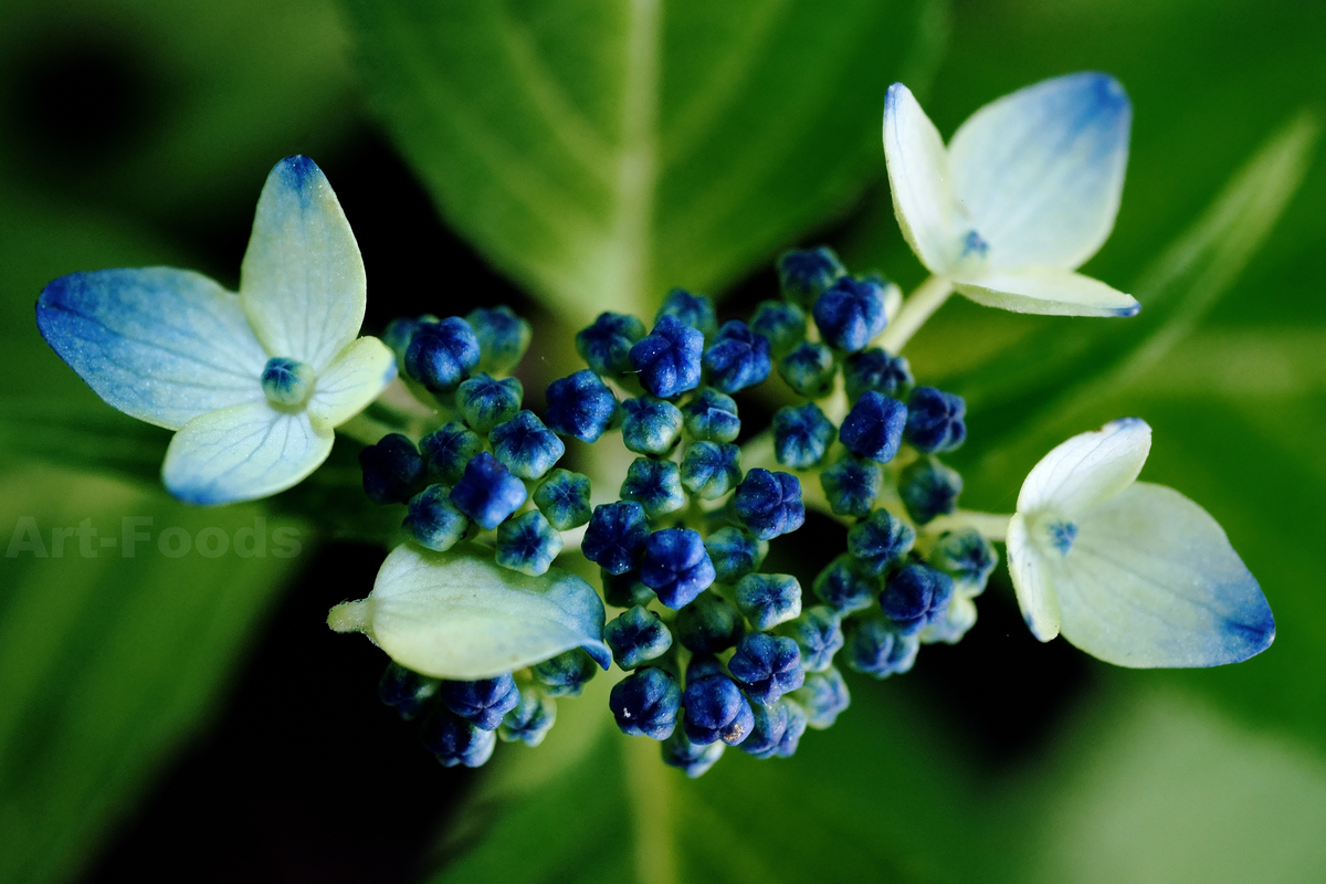 f:id:artfoods:20200601035626j:plain f:id:artfoods:20200601035626j:plain