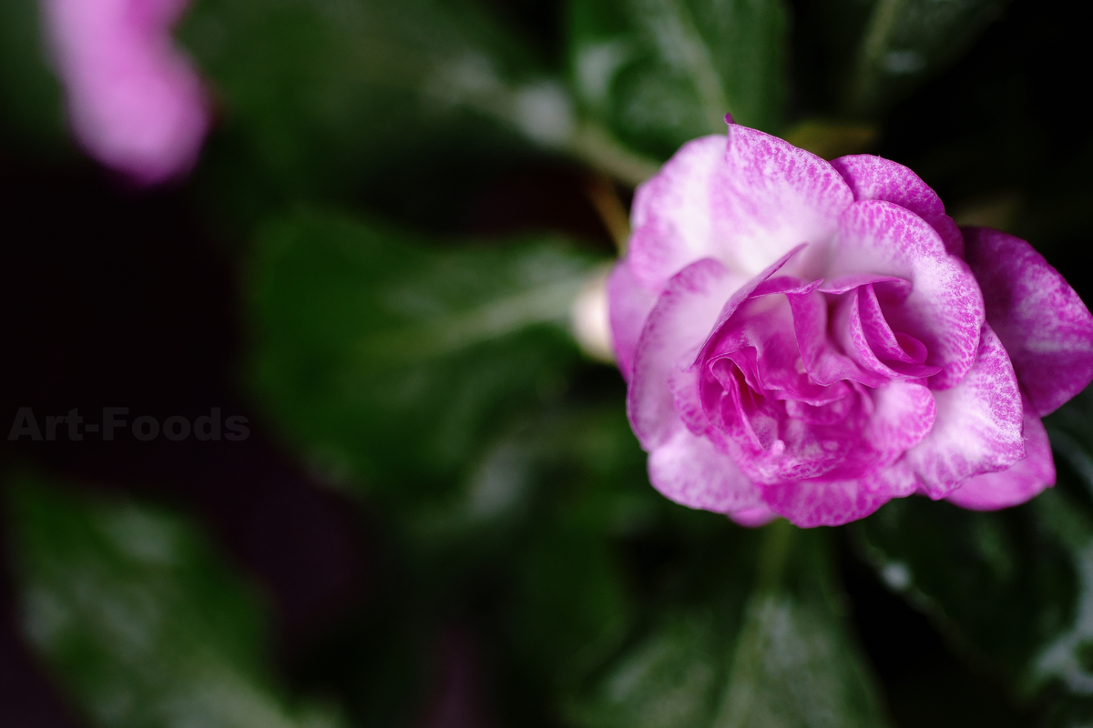 f:id:artfoods:20200618035151j:plain f:id:artfoods:20200618035151j:plain