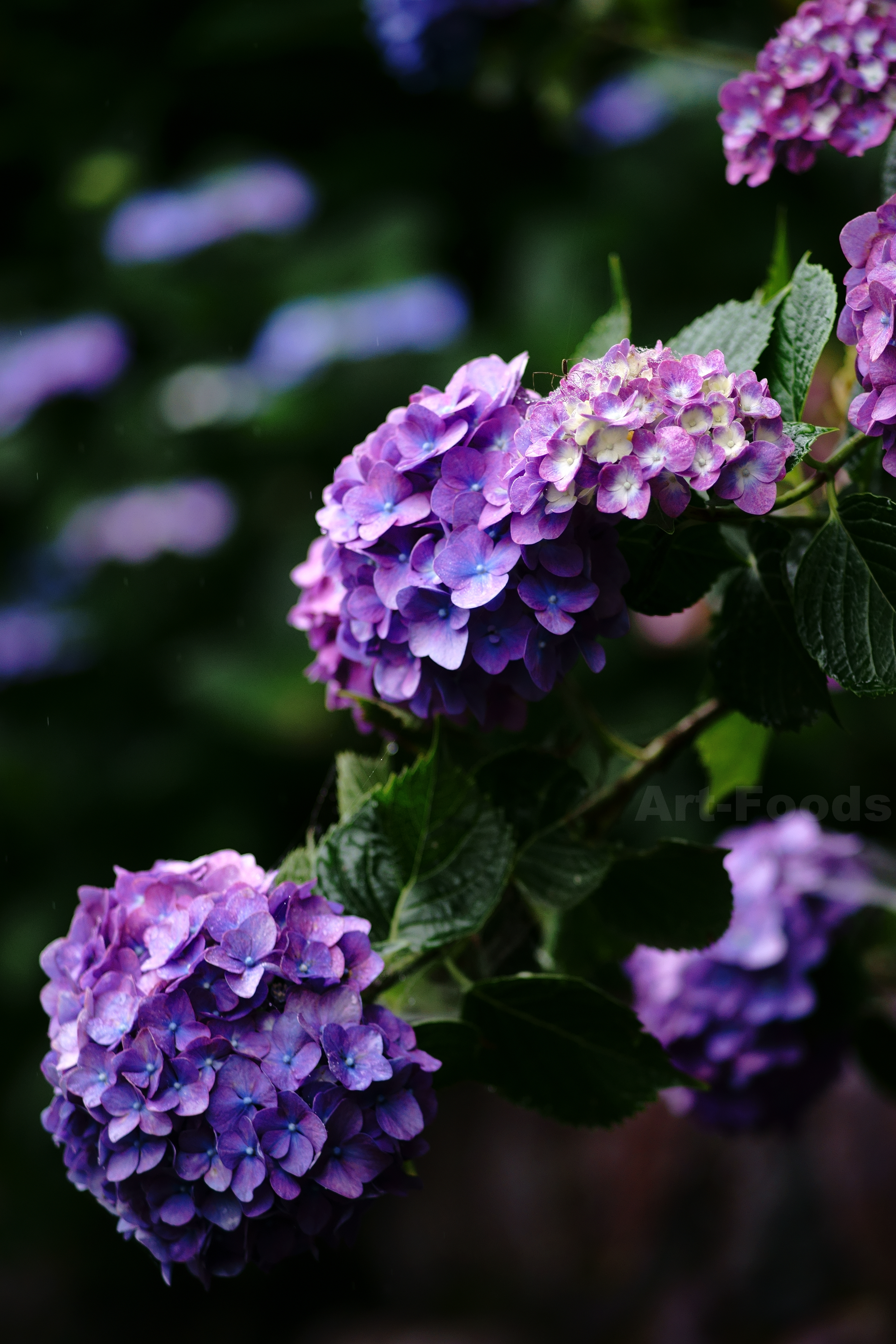 個別 雨の庭風景 紫陽花 0613 の写真 画像 Mygarden Artfoods S Fotolife 個別 雨の庭風景 紫陽花 0613 の写真 画像 Mygarden Artfoods S Fotolife