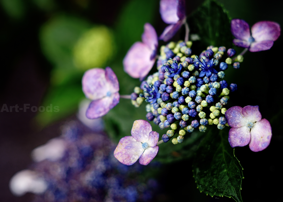 f:id:artfoods:20200629021429j:plain