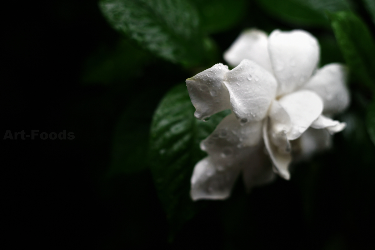 f:id:artfoods:20200701035101j:plain f:id:artfoods:20200701035101j:plain