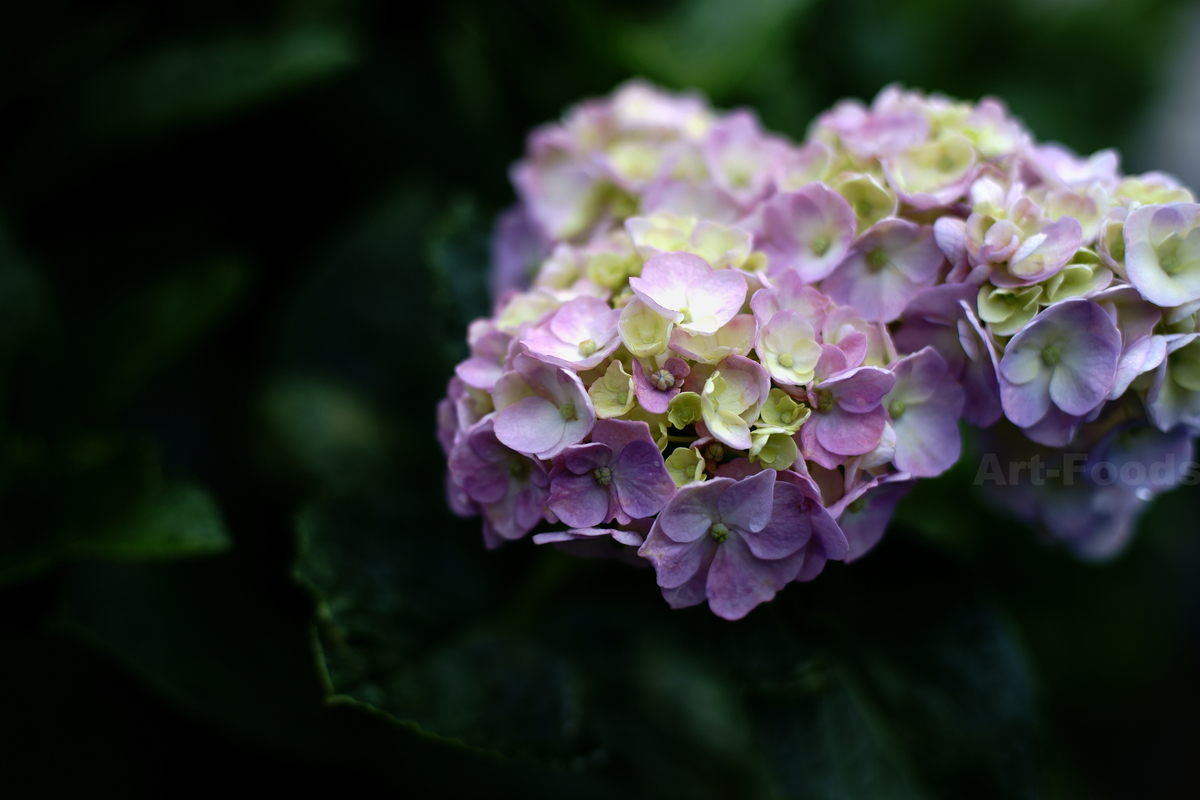 f:id:artfoods:20200708114340j:plain f:id:artfoods:20200708114340j:plain
