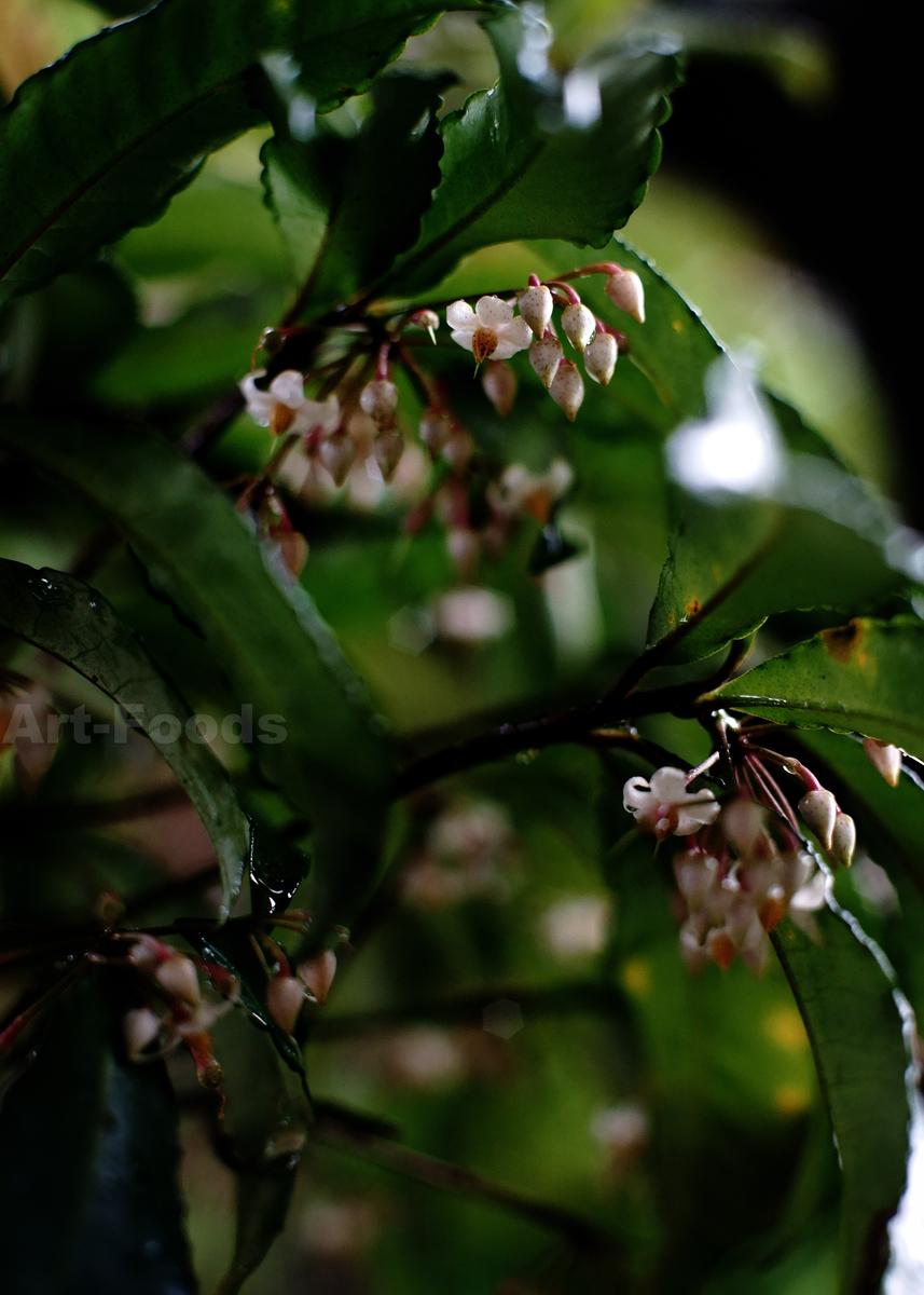 雨の庭風景-萬両の花_200714