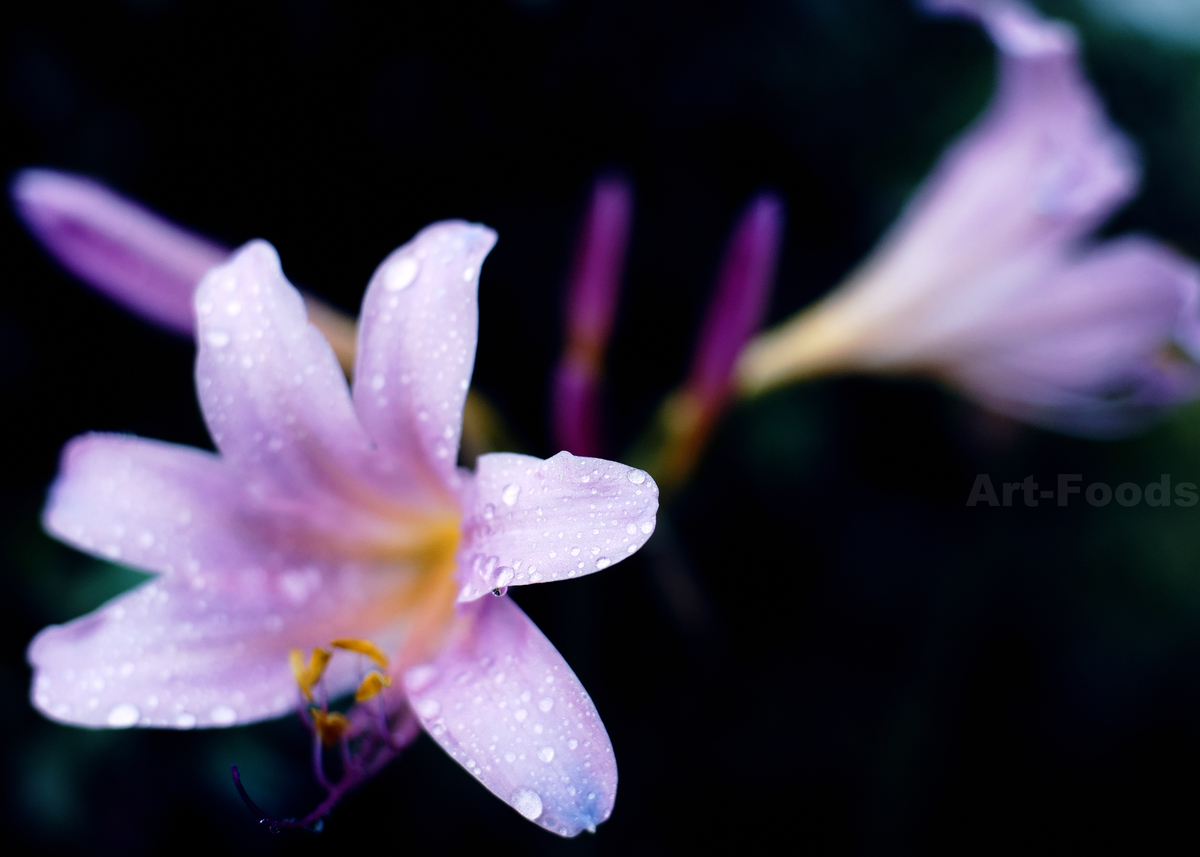 f:id:artfoods:20200725042251j:image:w640 f:id:artfoods:20200725042251j:image:w640