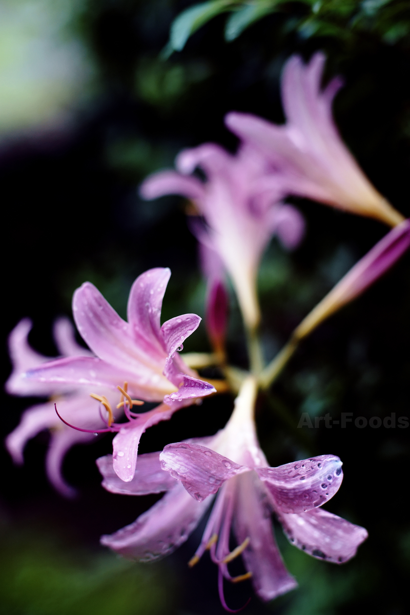 f:id:artfoods:20200726111404j:image:w640 f:id:artfoods:20200726111404j:image:w640