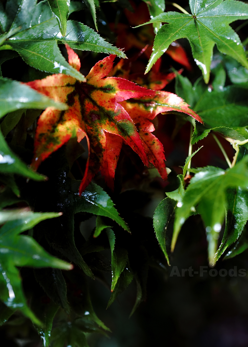 f:id:artfoods:20200802160131j:image:w640 f:id:artfoods:20200802160131j:image:w640