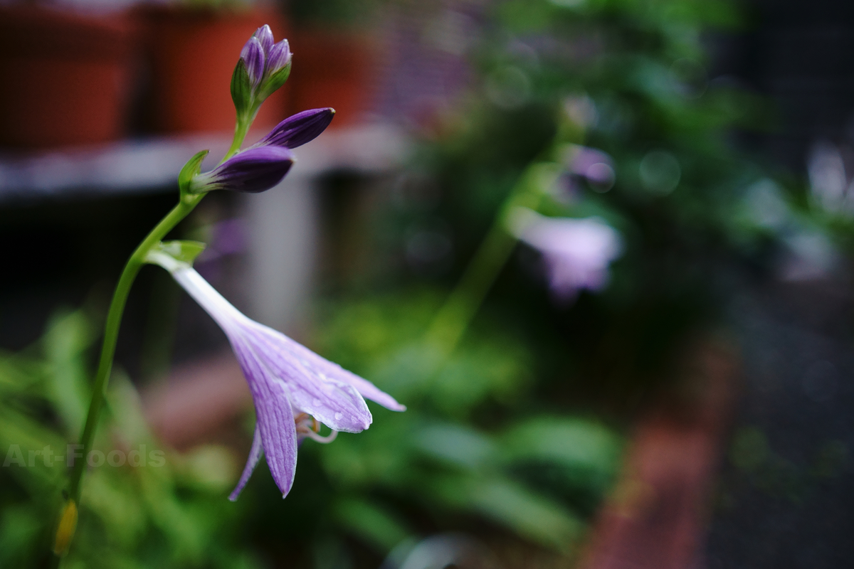 ギボウシの花_200801