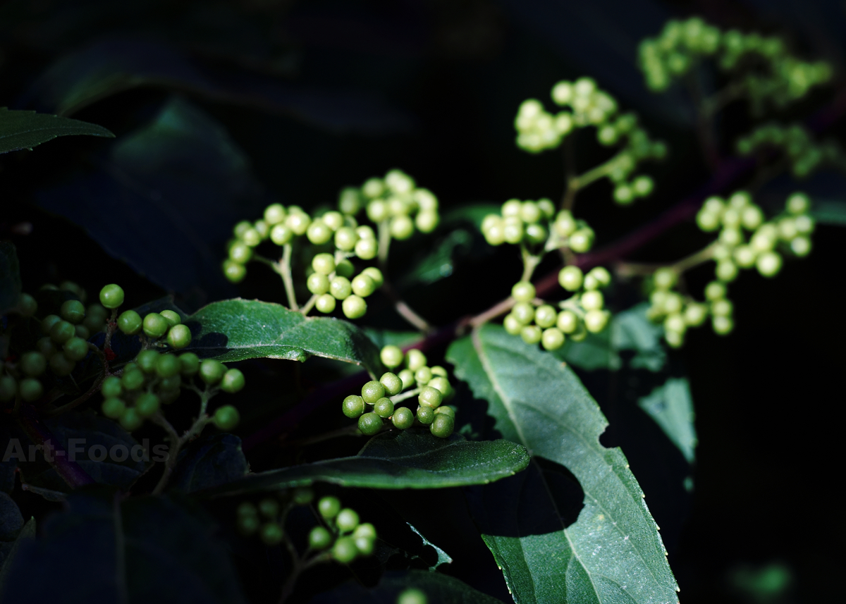 f:id:artfoods:20200811170522j:plain f:id:artfoods:20200811170522j:plain