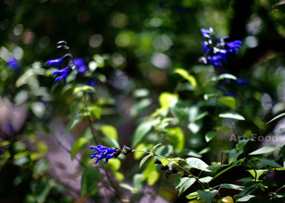 セージの花_200810