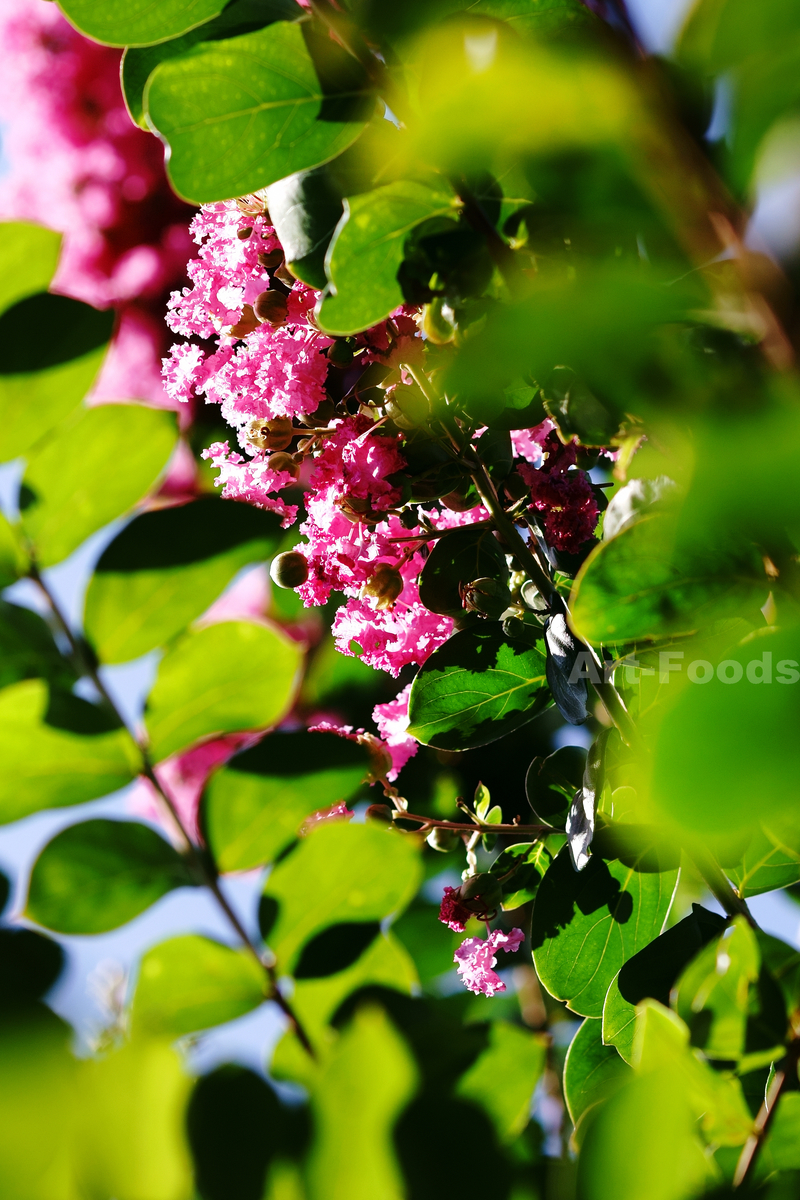 f:id:artfoods:20200814144544j:image:w640