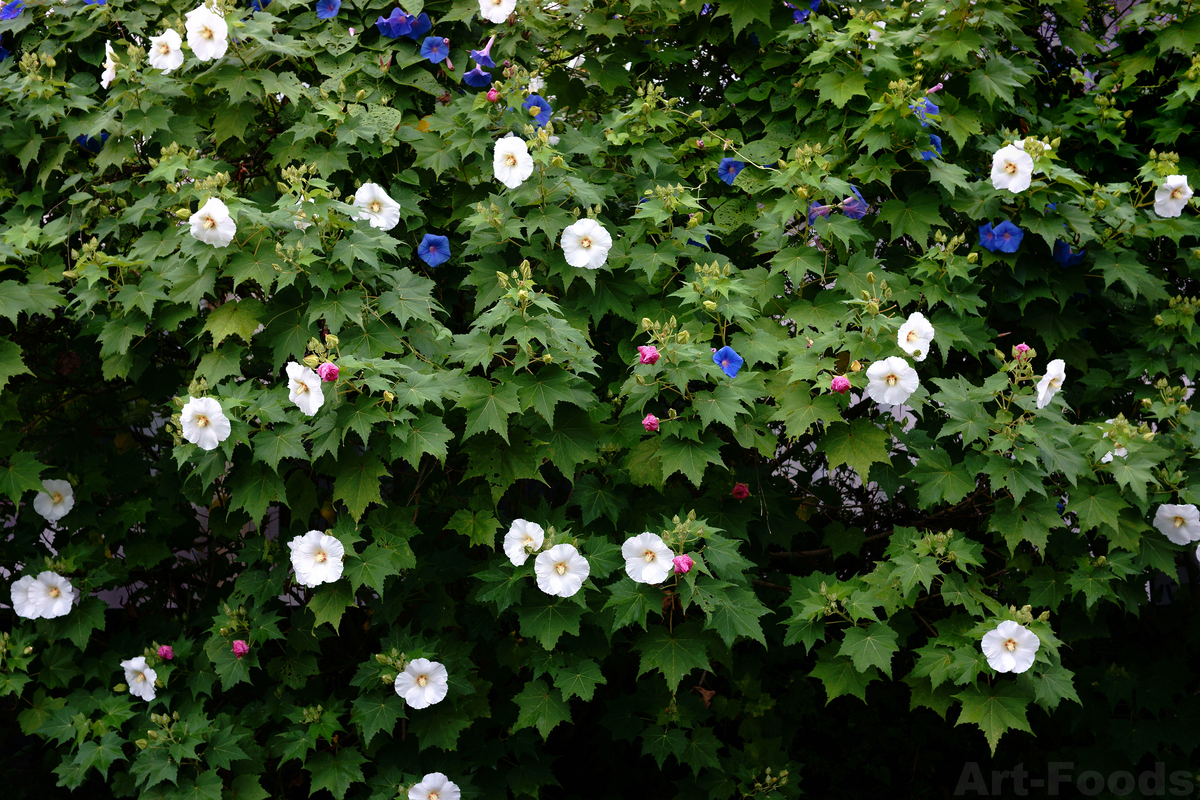 芙蓉と野朝顔_200828