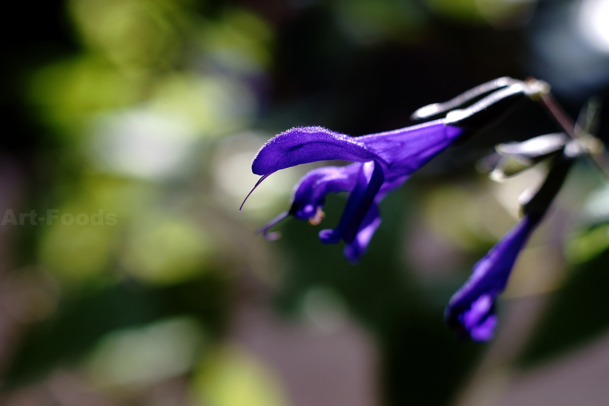 庭風景_200830_セージの花