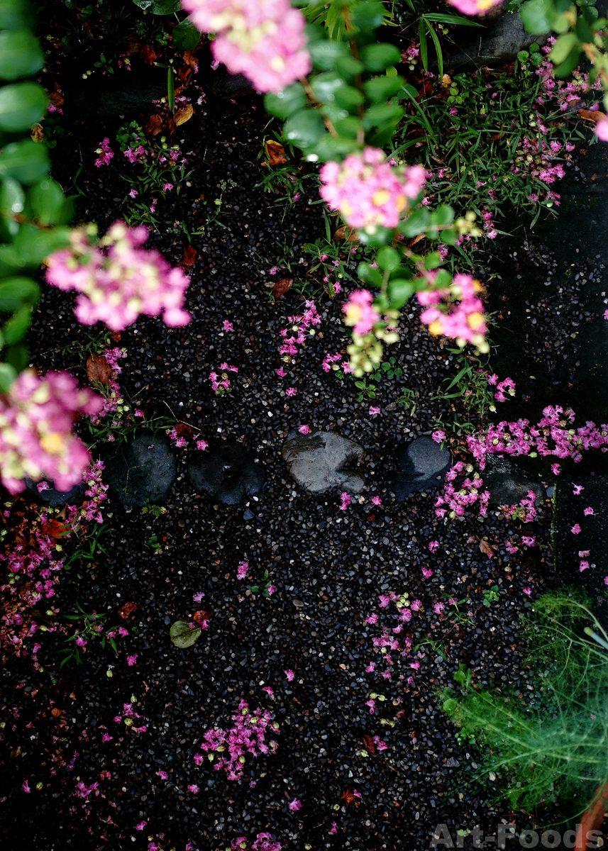 庭風景_200906-風雨に散った百日紅