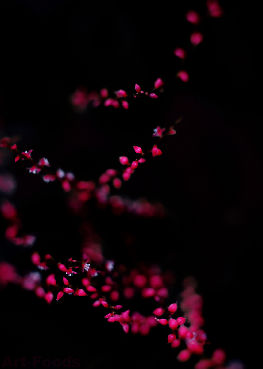 f:id:artfoods:20200912111829j:image:w640 f:id:artfoods:20200912111829j:image:w640