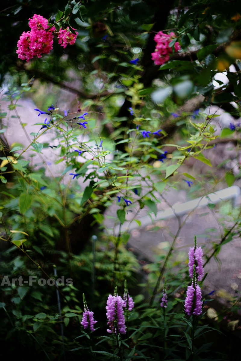 庭風景-三つの花_200913