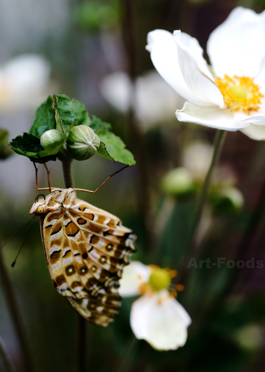 f:id:artfoods:20200922033804j:image:w640 f:id:artfoods:20200922033804j:image:w640