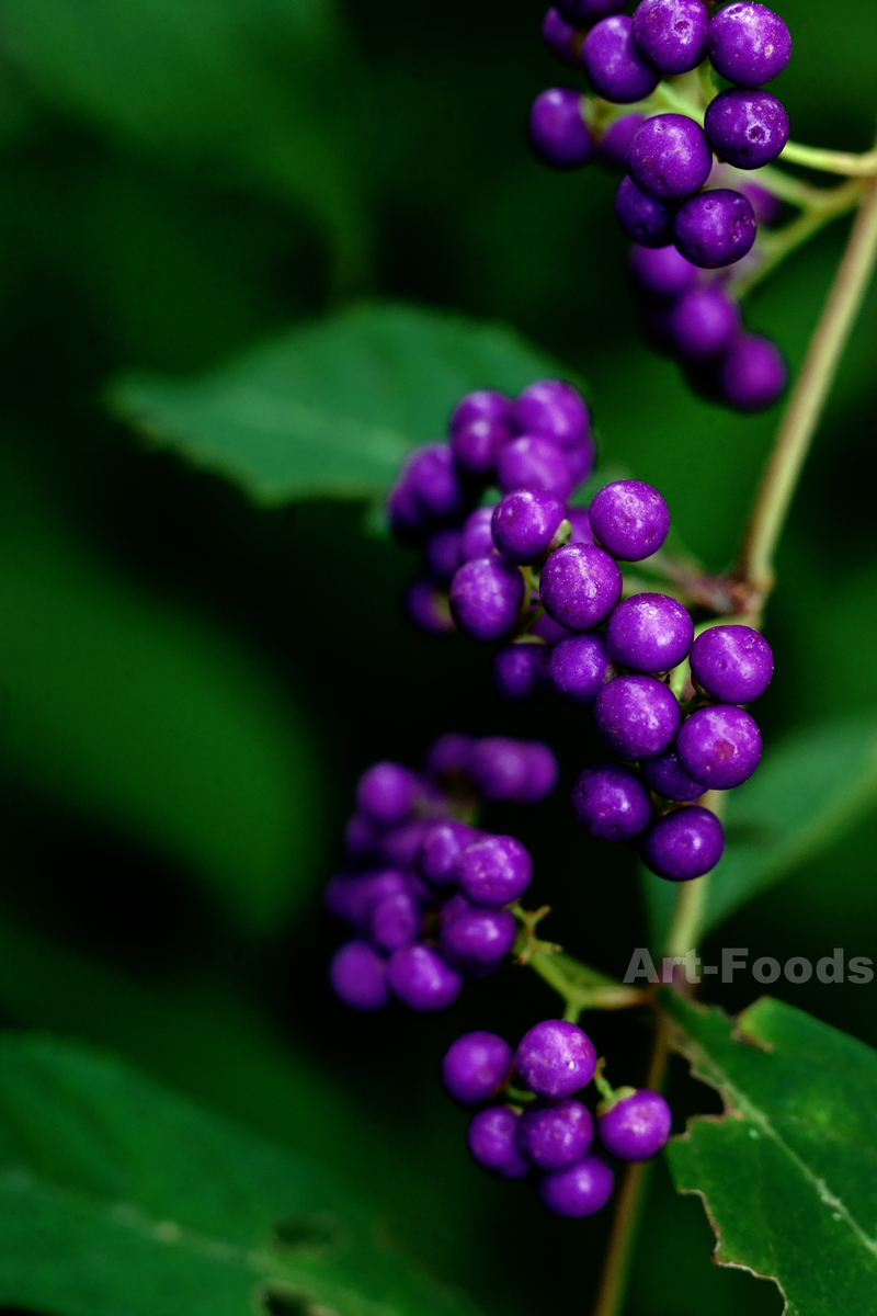 f:id:artfoods:20201008170013j:image:w640 f:id:artfoods:20201008170013j:image:w640