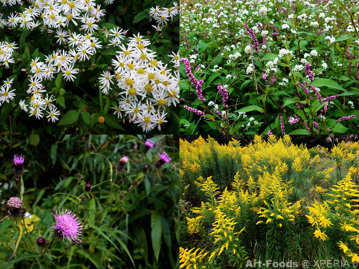 路傍の花たち_201014