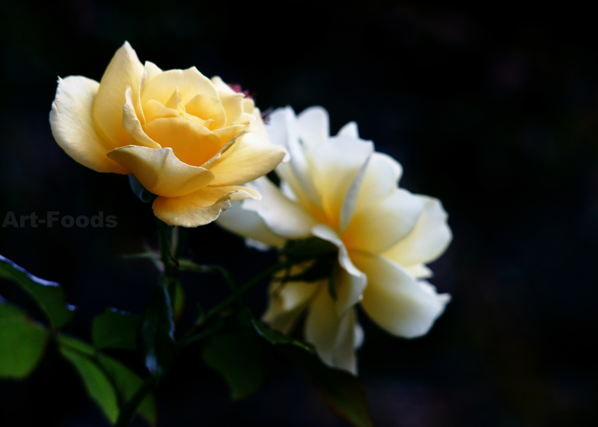 f:id:artfoods:20201104044323j:plain f:id:artfoods:20201104044323j:plain