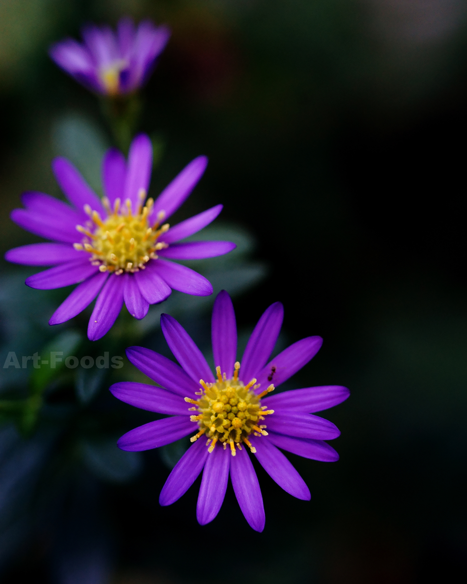 庭風景-野紺菊_201031