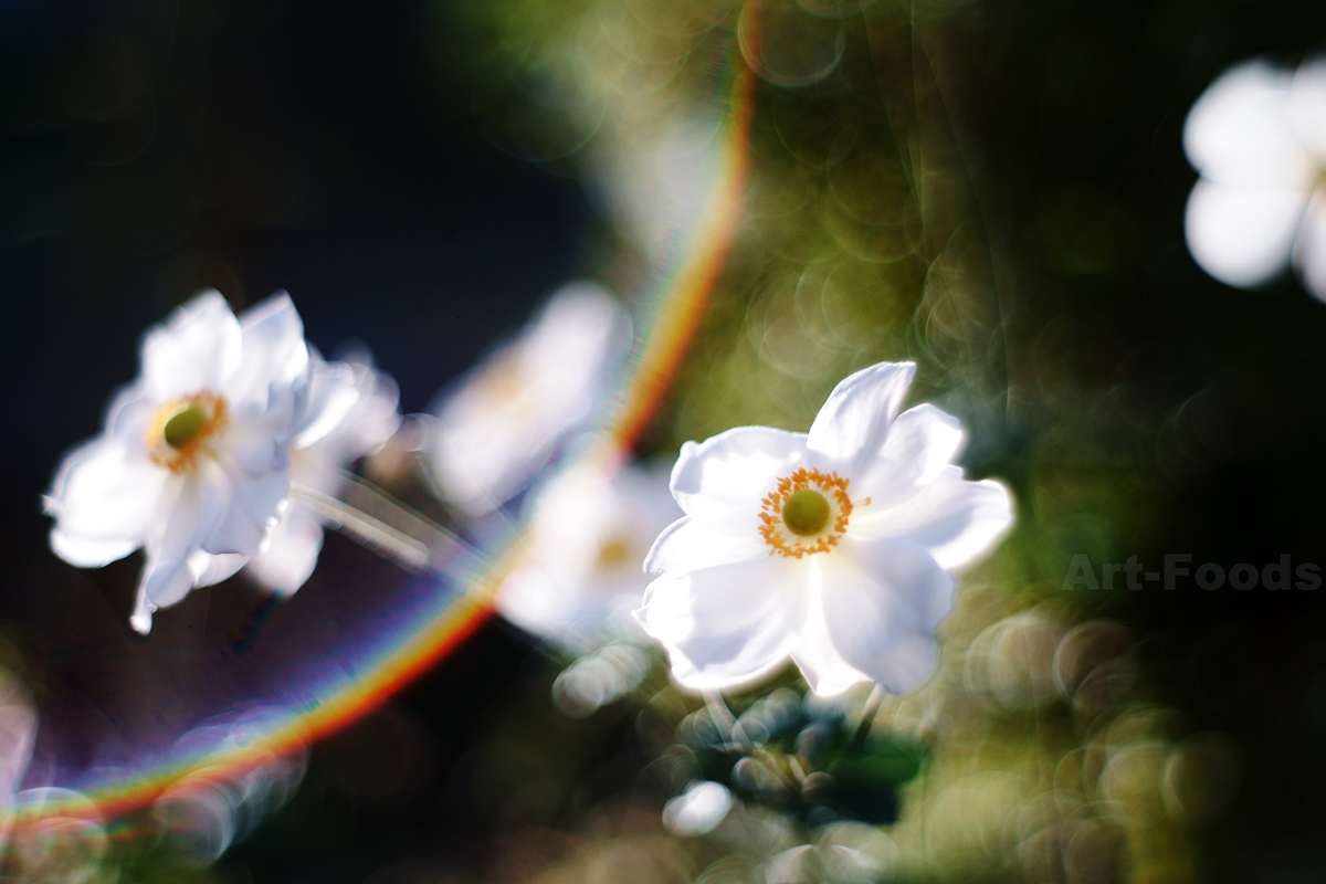 f:id:artfoods:20201112161430j:plain f:id:artfoods:20201112161430j:plain