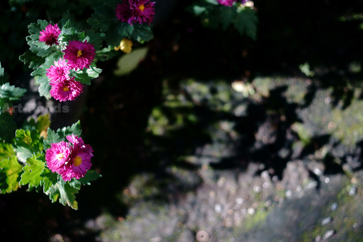 庭風景-紅色の小菊_201121