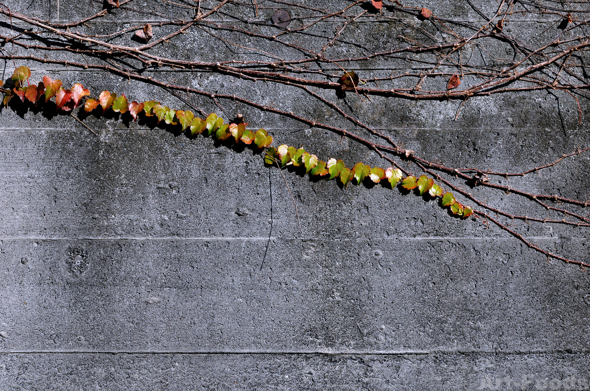 f:id:artfoods:20201212044239j:plain