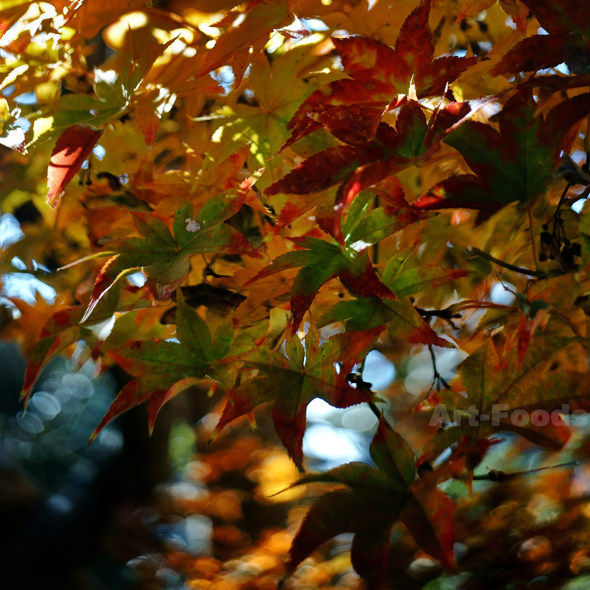 庭風景-楓の紅葉_201220