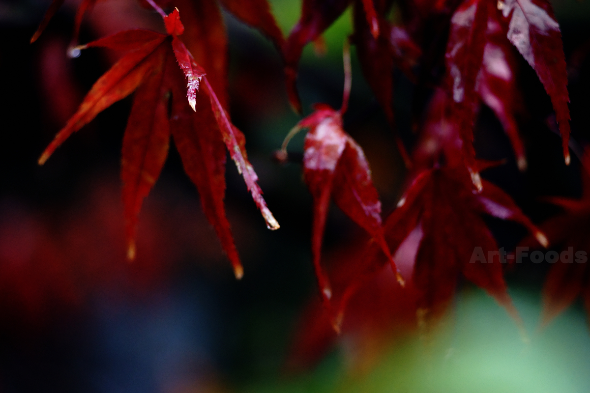 師走の庭風景-雨に濡れる紅葉_201230