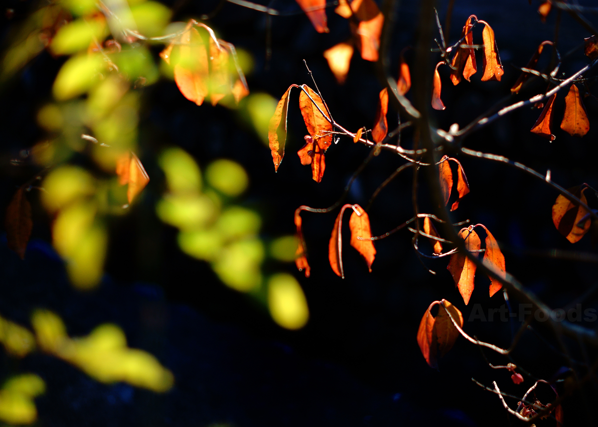 庭風景-檀の残り紅葉_210110