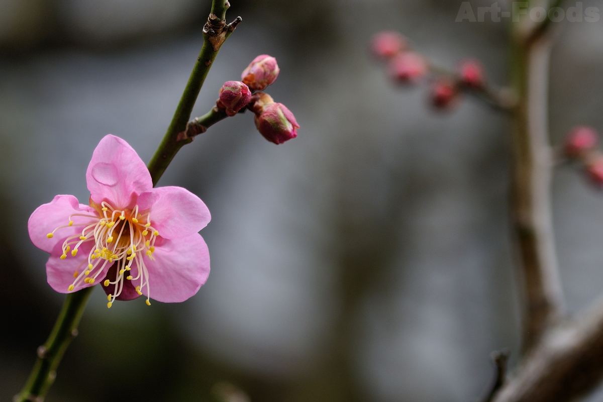 庭の梅開花_210127