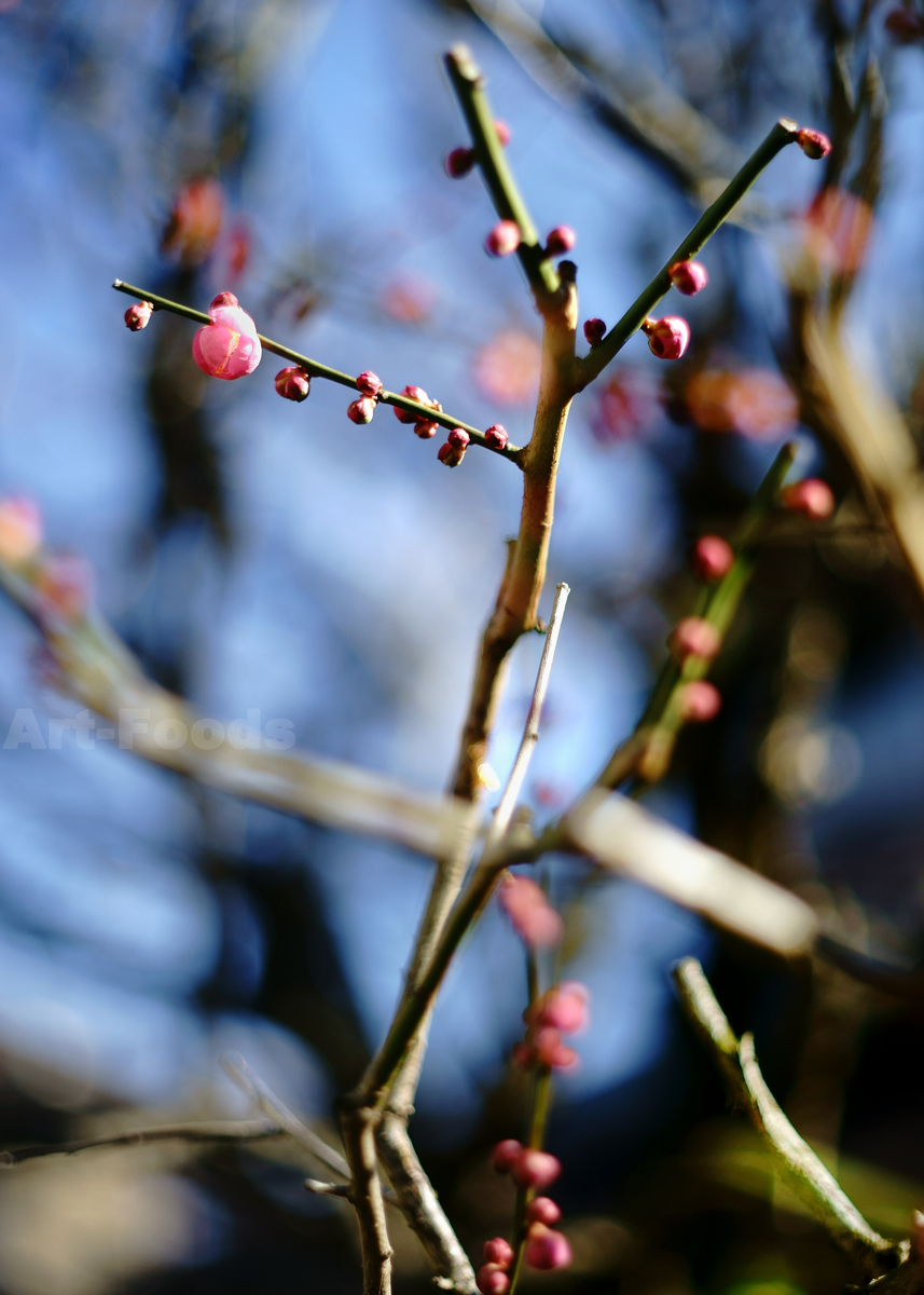 庭風景-梅の花蕾_210131