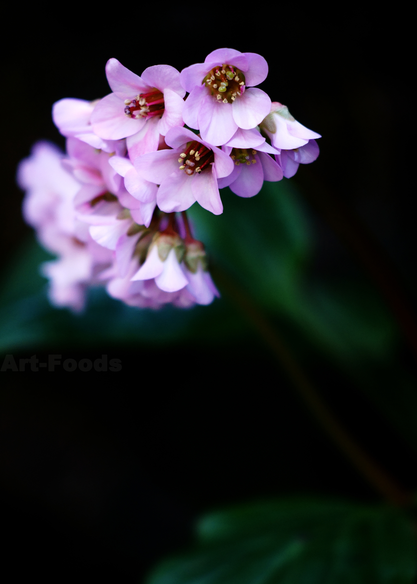 f:id:artfoods:20210317050100j:image:w560