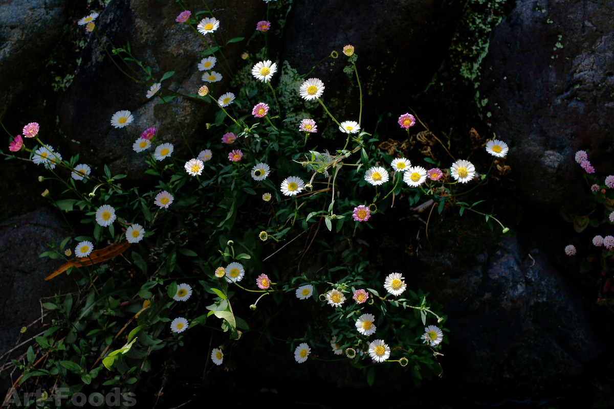 f:id:artfoods:20210501050901j:plain