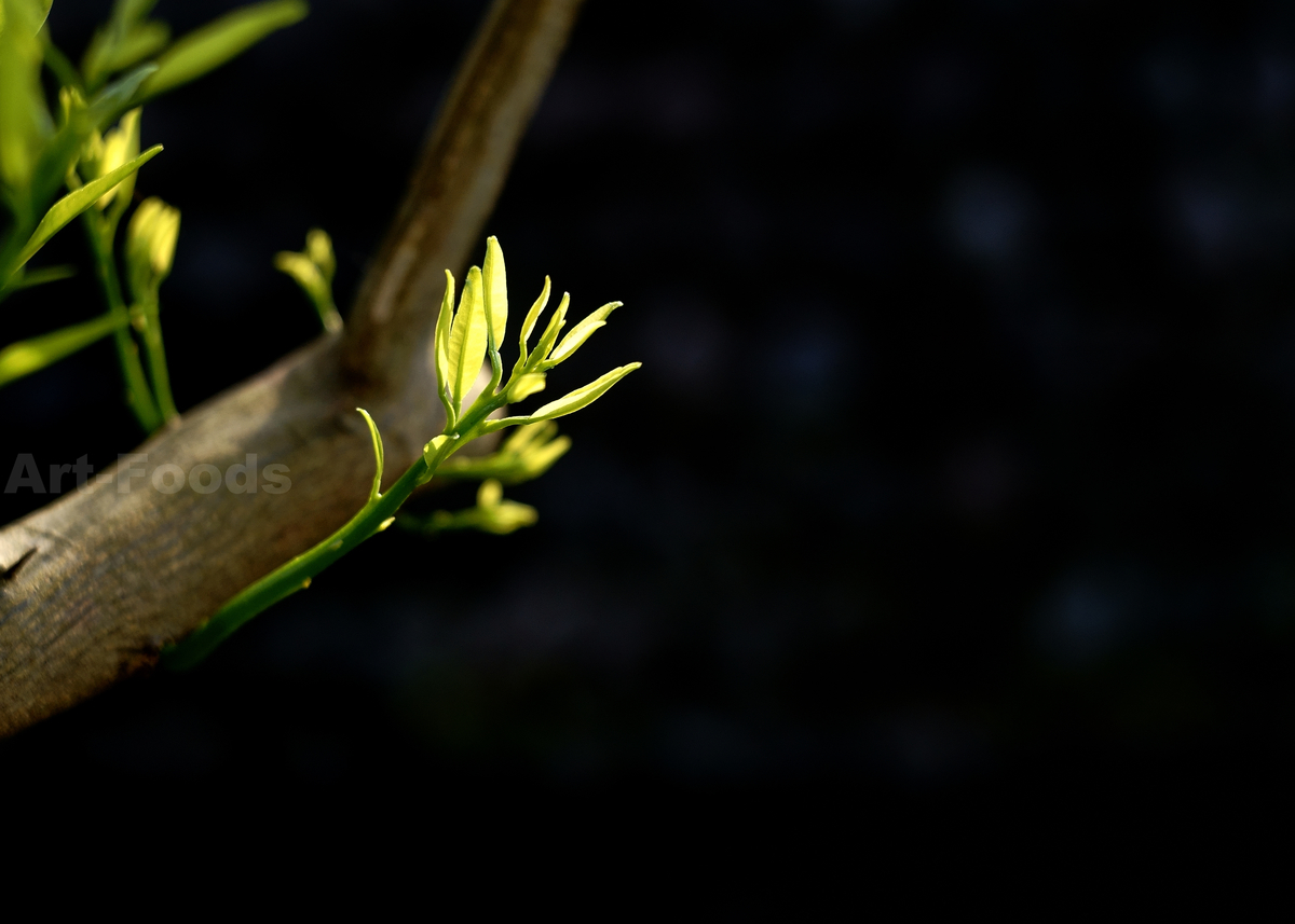 庭風景-柚子の新芽_210504