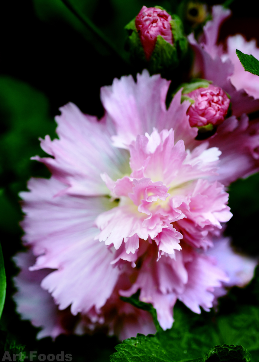 f:id:artfoods:20210607112148j:image:w640