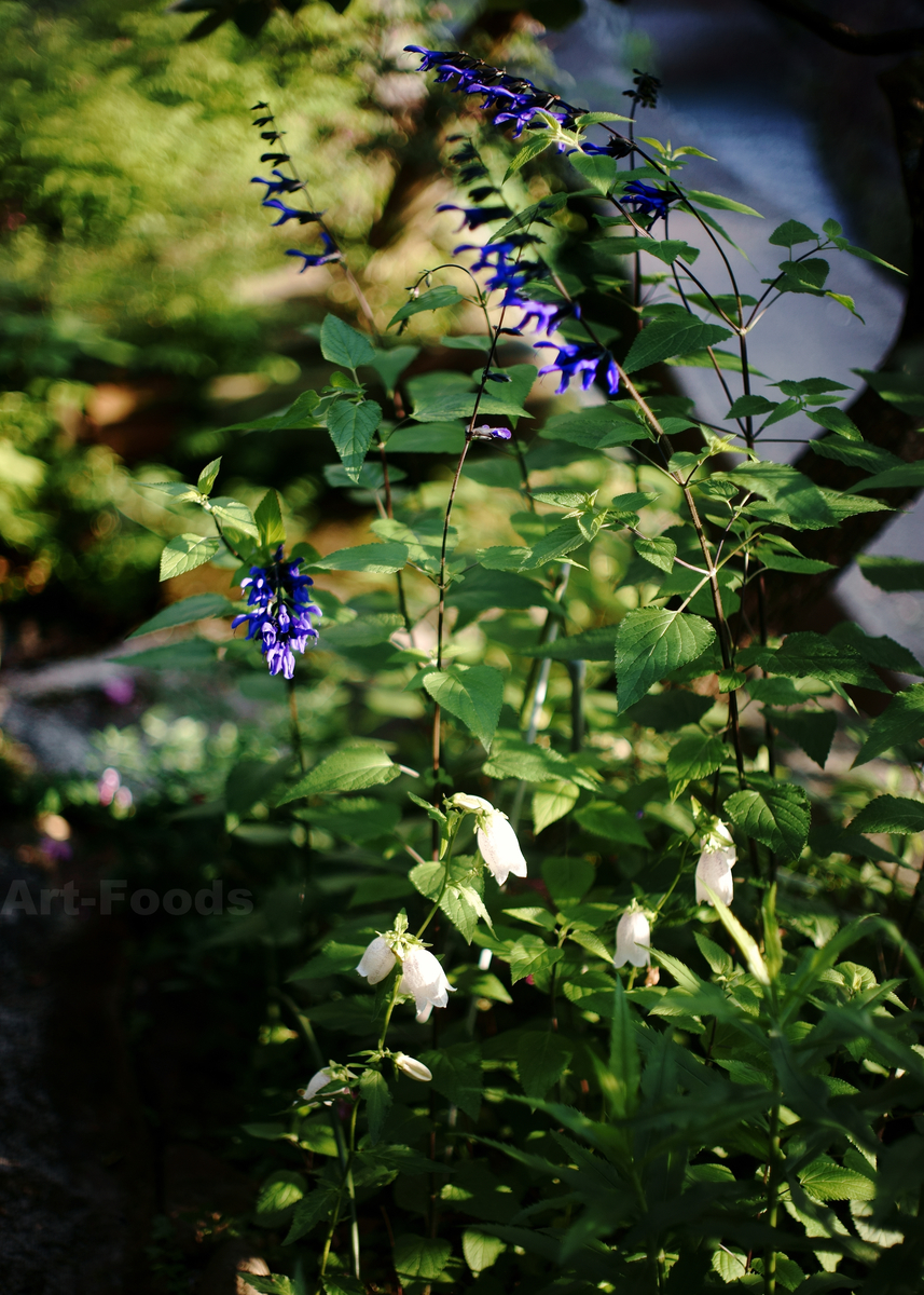 f:id:artfoods:20210607175801j:image:w640