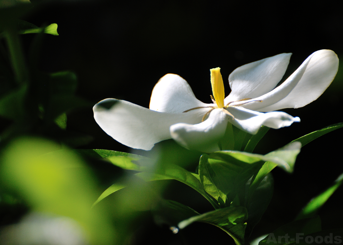 庭風景-クチナシの花_210610